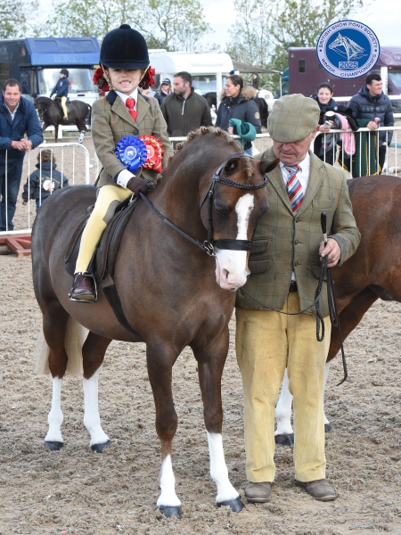 Beatrice-Stanford-Horse_Pony-Cadlanvalley-Glyndwr