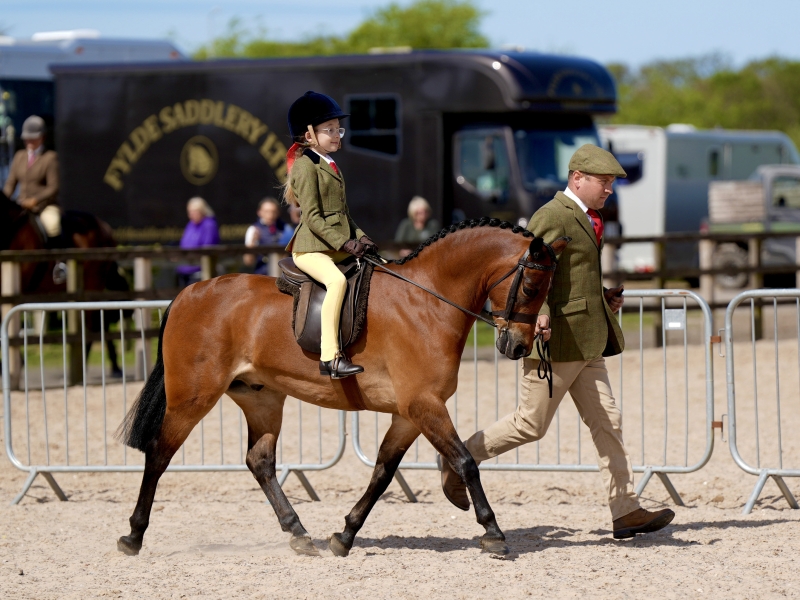 Millie-knipe-Horse_Pony-Mountpleasant-Tommy