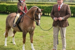 Elspeth-Tandy-Horse_Pony-Heniarth-Gloucester