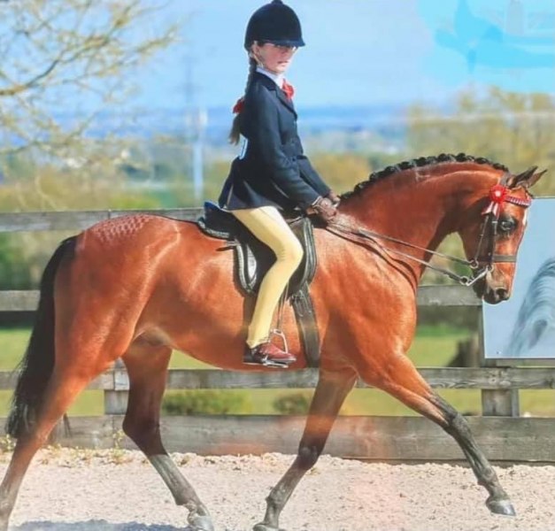 Abigail-Isaac-and-Ottersbrook-Diplomat