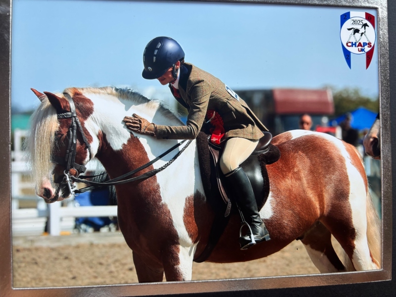 Katie-Walker-Horse_Pony-Hermits-Rascal