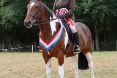 Emma-Irwin-Horse_Pony-BallyMoyle-StingRay