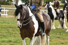 Meg-Edmondson-Horse_Pony-Lowmill-Alexus