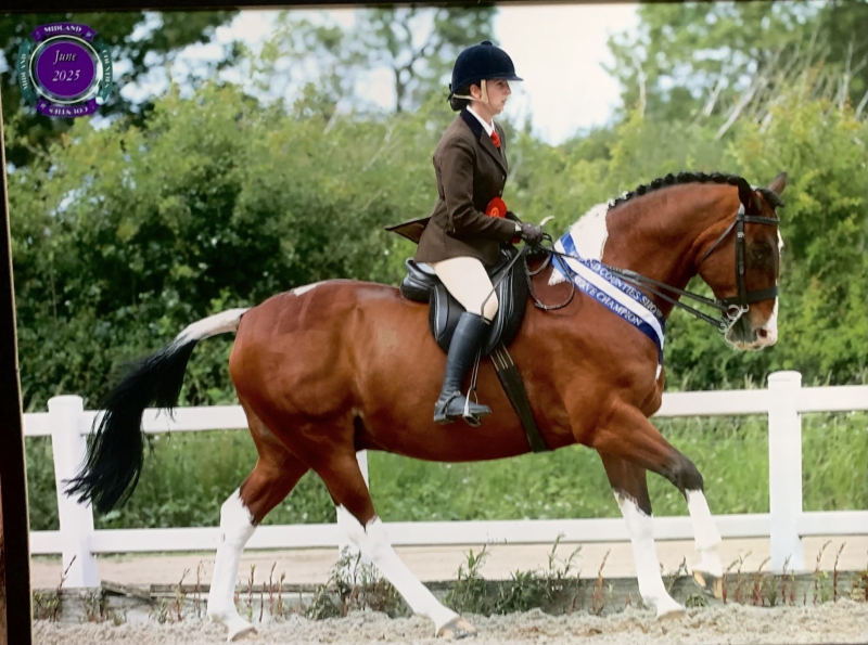 Megan-sweeting-Horse_Pony-Tullabeg-Marvel