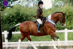 Megan-sweeting-Horse_Pony-Tullabeg-Marvel