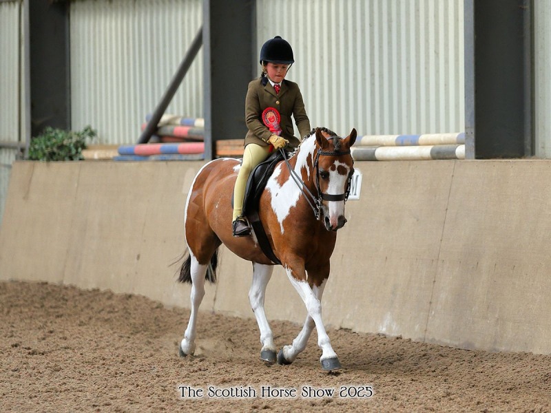 Jemima-Makin-Jones-Horse_Pony-My-Country-Belle