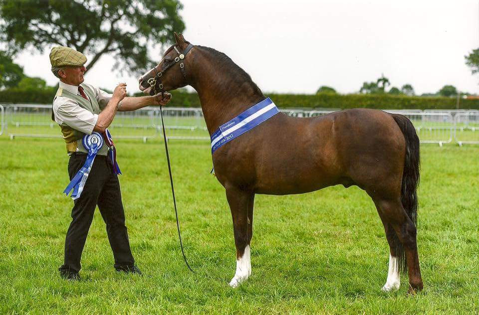 Colin Tibbey and Paddock Rio