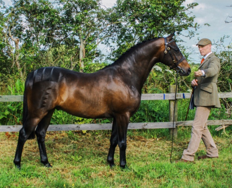 Ian Boylan and Litton Salvador