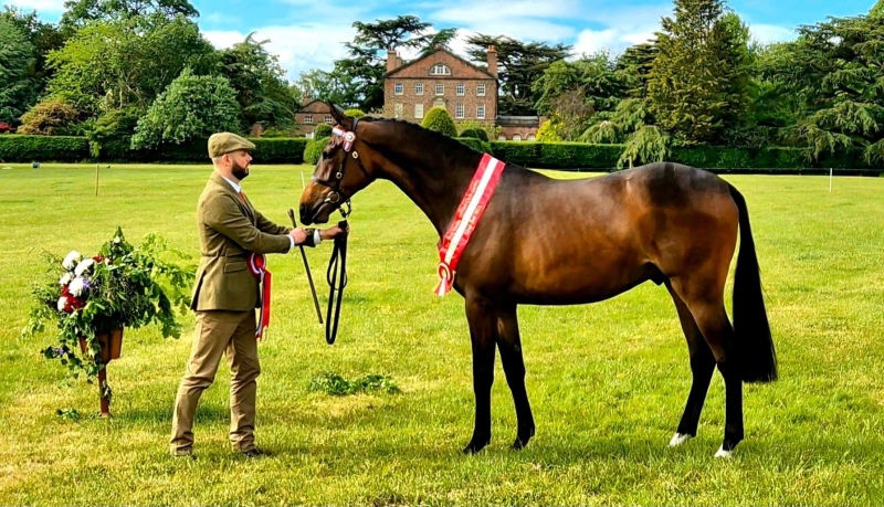 Bradley-Beardmore-Horse_Pony-Tiger-Feet
