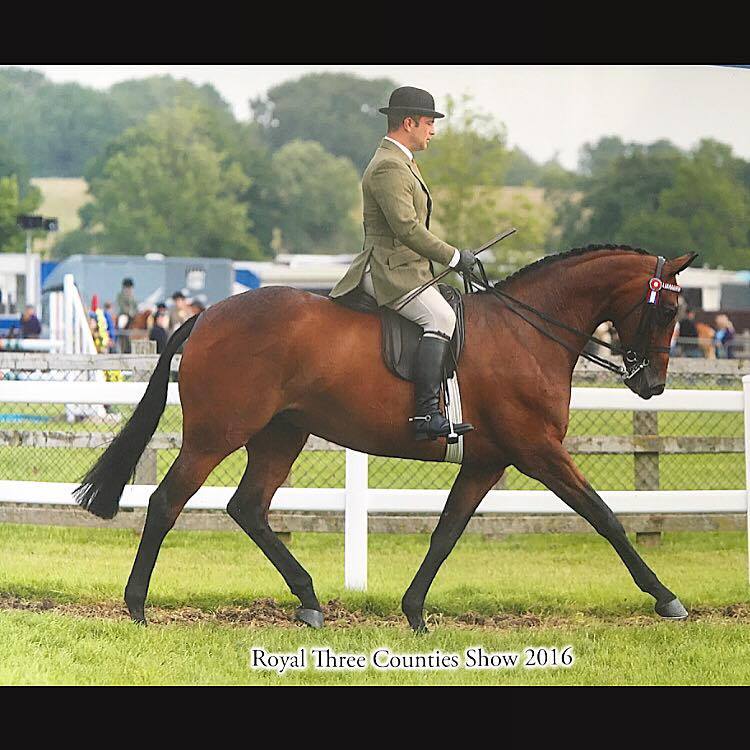 Royal enchantment and Jordan cook
