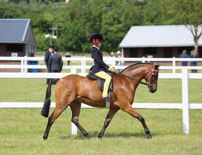 Margot-Hartland-Horse_Pony-Barkway-Alfie-Moon