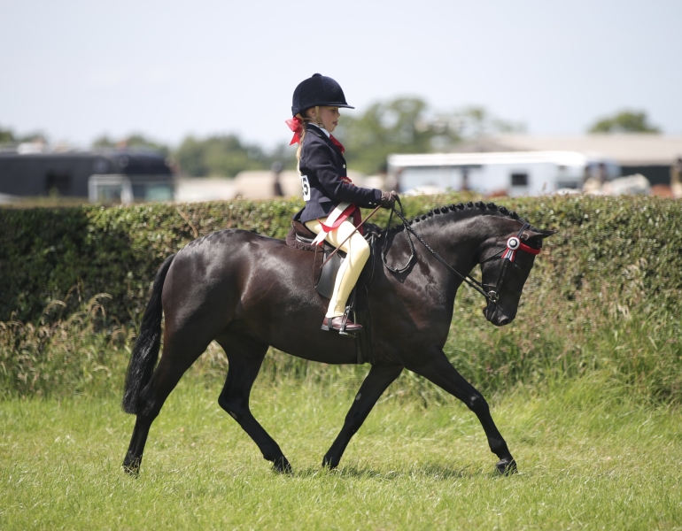 Ruby-Beesley-Horse_Pony-Newoak-Midnight-Charm