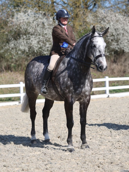 Gemelle-Johnson-Horse_Pony-Dearglach-Lets-Boogie2Nite