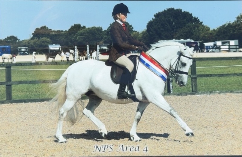 Brea-Birtwell-Horse_Pony-Logmore-blossom