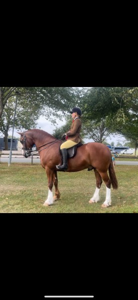 Caitlin-Richardson-Horse_Pony-Foxisle-Mark-of-Distinction