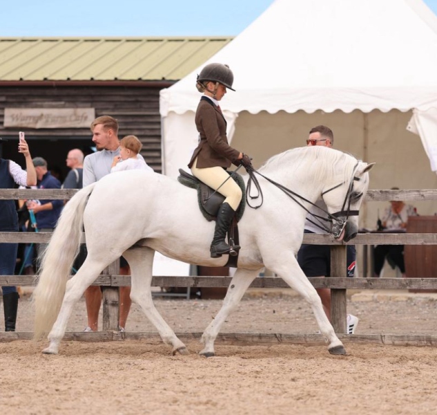 Lola-Carabine-Horse_Pony-Doleen-Carriag-Star