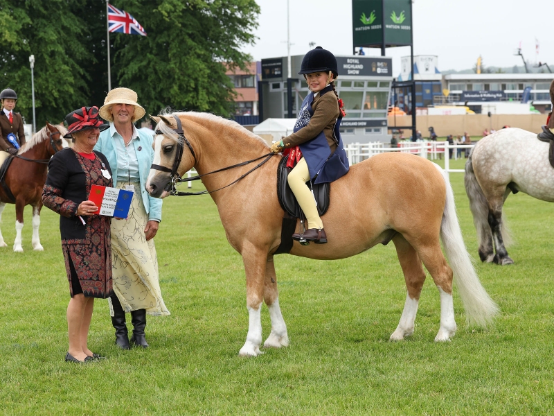 Jemima-Makin-Jones-Horse_Pony-Wernderris-Charlie-Fox