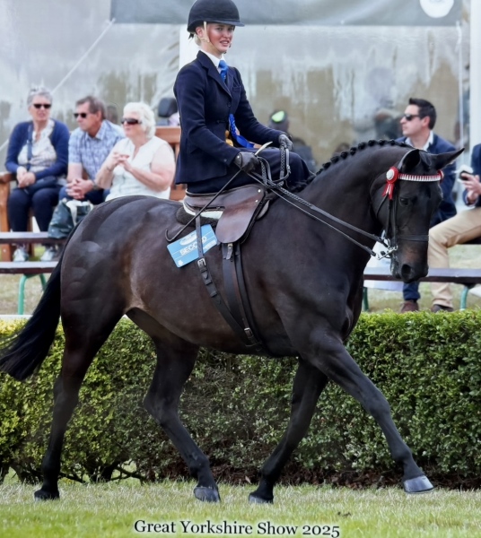 Amy-Jones-Horse_Pony-Lola-II