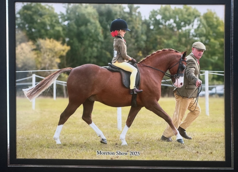 Beatrice-Stanford-Horse_Pony-Cadlanvalley-Glyndwr