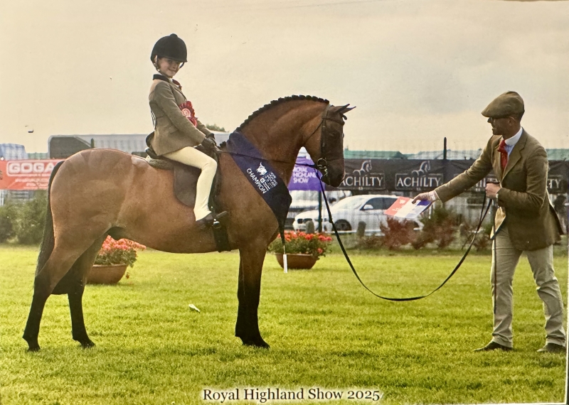 Violet-mennie-Horse_Pony-Newoak-midnight-blue