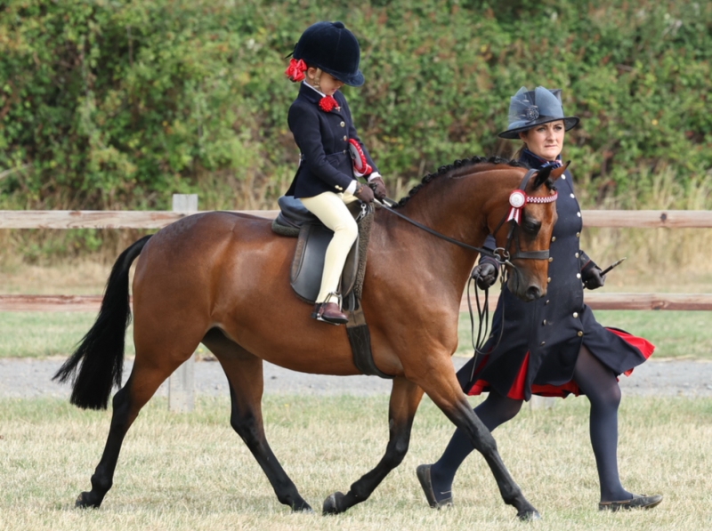 Beatrice-Stanford-Horse_Pony-Radlee-Miss-Money-Penny