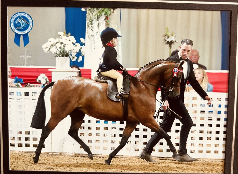 Eleanor-Carne-Horse_Pony-Hightopps-Miss-Minnie-Me