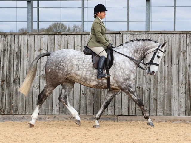 Jane-Harper-Horse_Pony-Bloomfield-Silverado