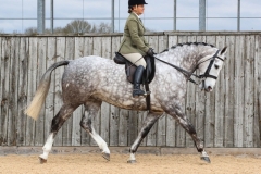 Jane-Harper-Horse_Pony-Bloomfield-Silverado