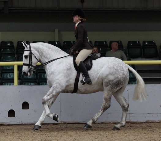 SHB(GB)NW Annual Show