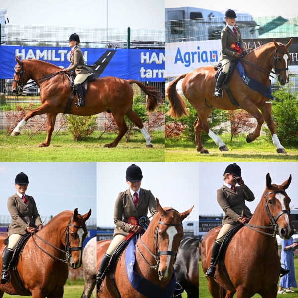 Alyssa-Wilson-Horse_Pony-Cloughdean-Captains-Orders
