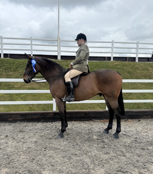 Ben-meadows-Horse_Pony-Talk-about-Bruno