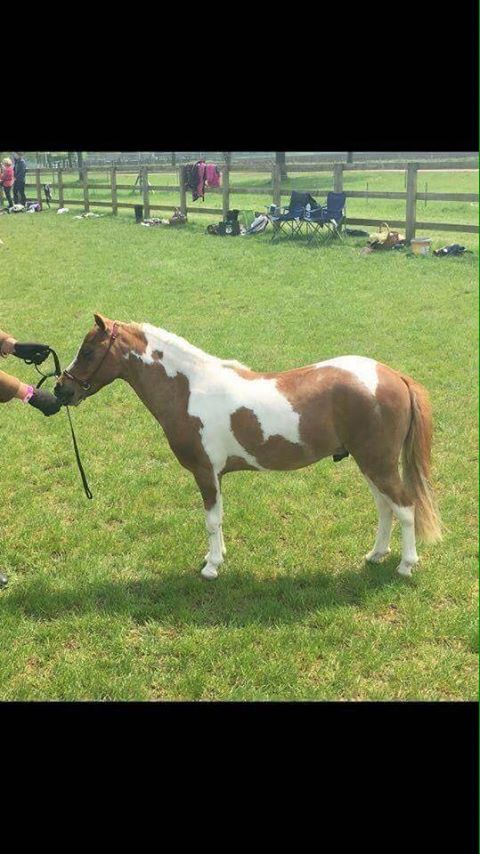 Donabi UK UNO Cartier bred by Eileen Yaxley