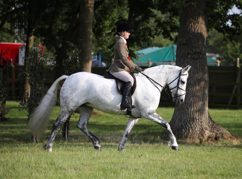 Esther-Edwards-Horse_Pony-Ballinaguilkey-Minstreal