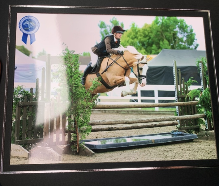 Megan-Jones-Horse_Pony-Dycott-Golden-Opportunity
