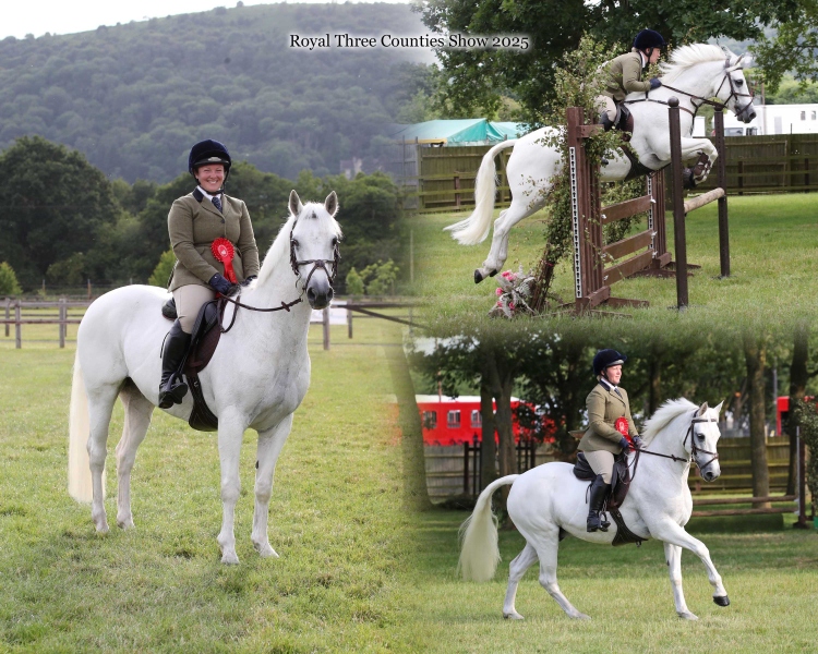 Stephanie-Waite-Horse_Pony-Kildromin-Van-Persi