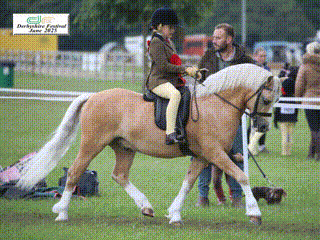 Jemima-Makin-Jones-Horse_Pony-Wernderris-Charlie-Fox-