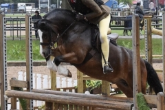 Jessie-Barleycorn-Horse_Pony-Haverford-Fauntleroy