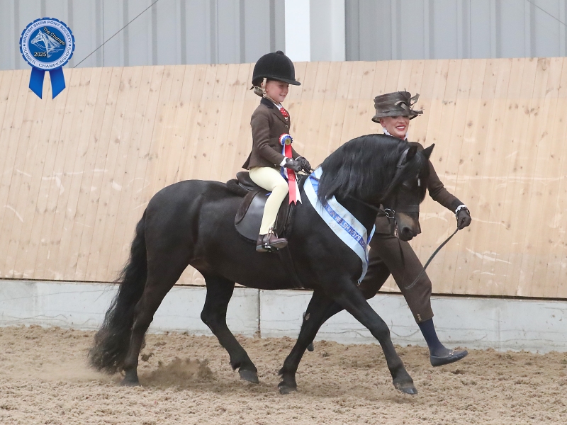 2_Penelope-Rae-Dale-Horse_Pony-Hisley-Caliph