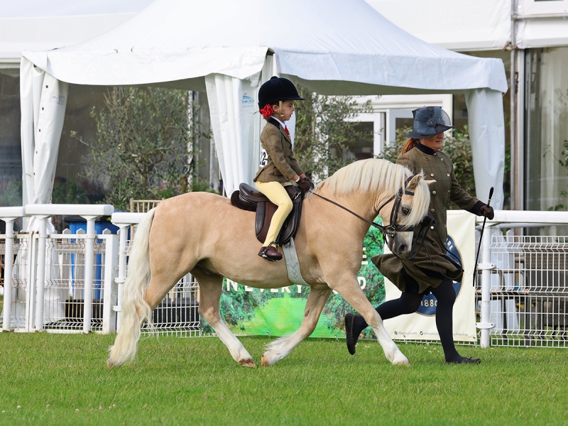 Beatrice-Stanford-Horse_Pony-Coffeepot-Champagne-Charlie