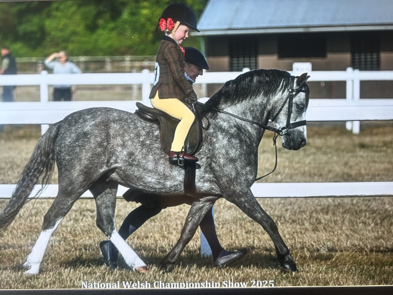 Harper-Bush-Horse_Pony-Nynwoods-Edgar
