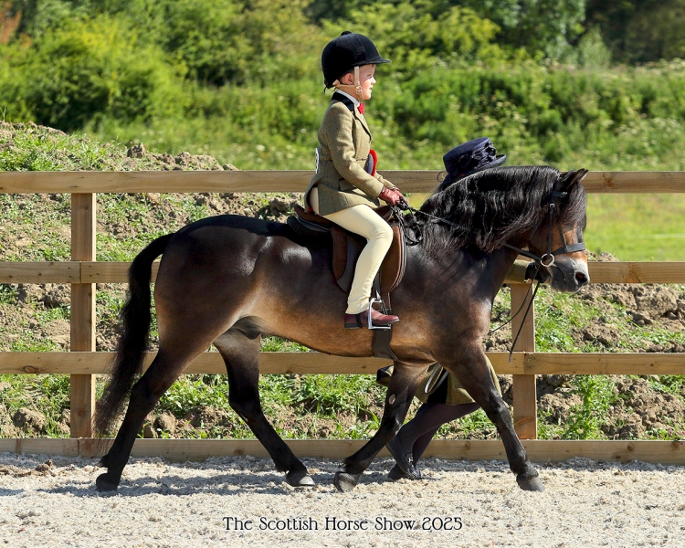 Harry-Defty-Horse_Pony-Finan