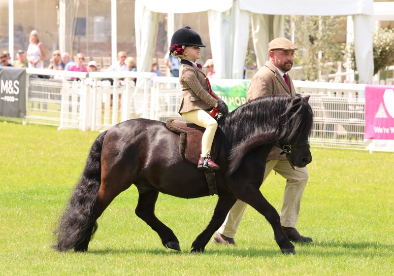 Queenie-Follows-Horse_Pony-Ladbury-Pretender