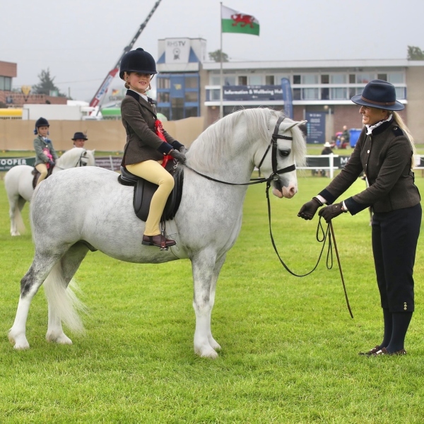 Reeva-Gardner-Horse_Pony-Gwyrddparc-Haribo
