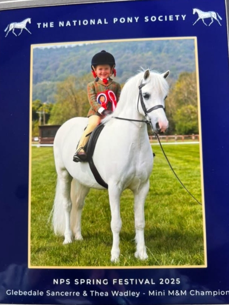 Thea-Wadley-Horse_Pony-Glebedale-Sancerre