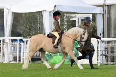 Beatrice-Stanford-Horse_Pony-Coffeepot-Champagne-Charlie