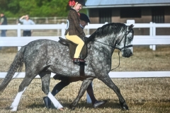 Harper-Bush-Horse_Pony-Nynwoods-Edgar