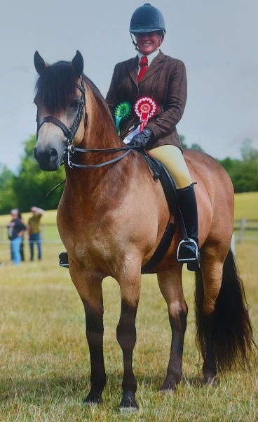 Jenny-Crook-Horse_Pony-Redpark-Mysteryman