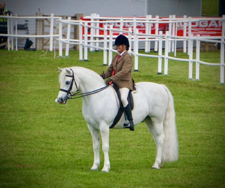 Lesley-Parker-Horse_Pony-Castle-Neptune