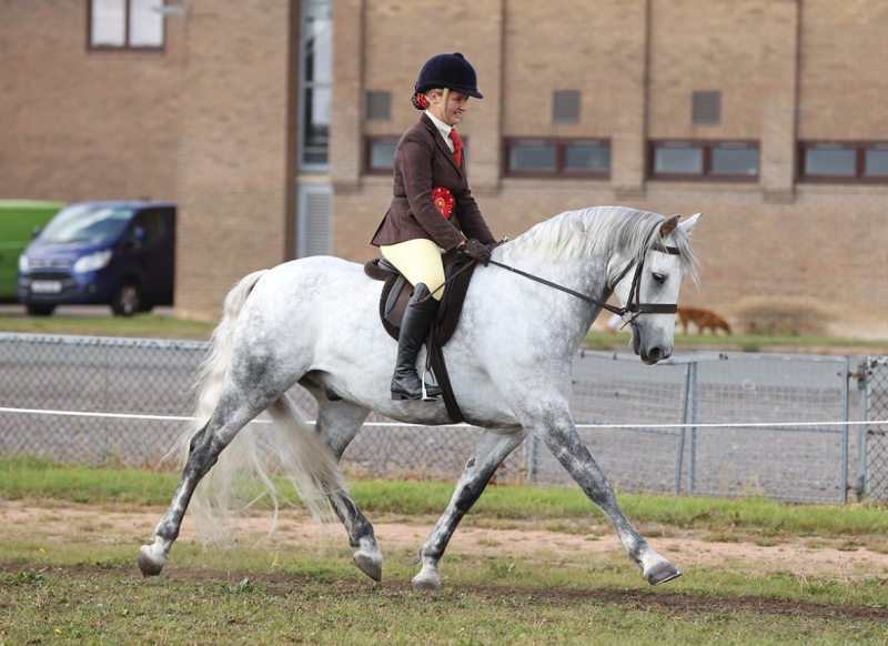Maia-Avery-Horse_Pony-BenaghRocks-Woody-