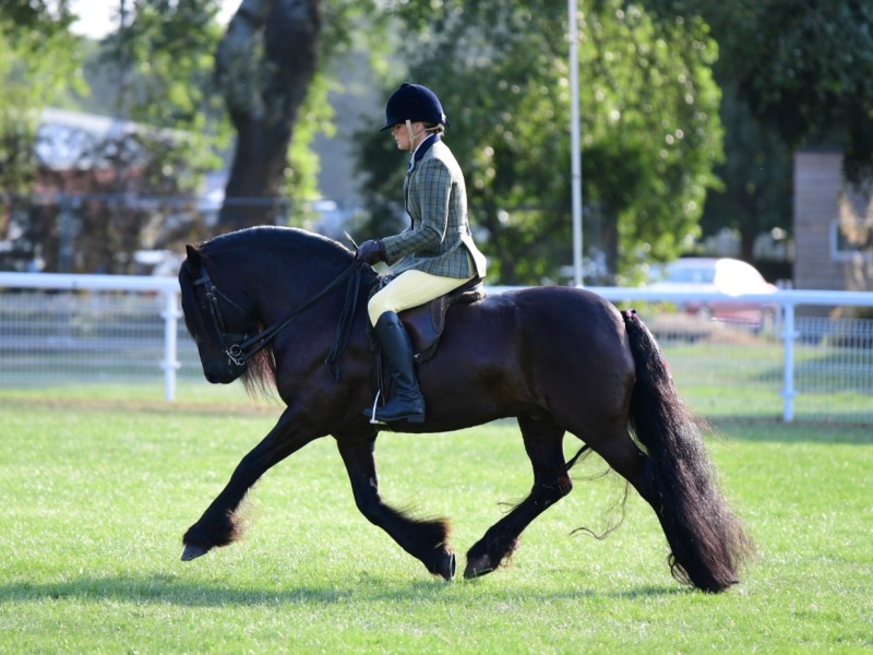 Heather-Comley-Horse_Pony-Griseburn-Merlin